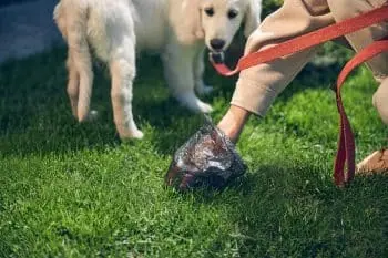 Dog Poop Essentials to Simplify Your Life