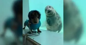 Unlikely Friendship Between Dachshund and Rescued Seal