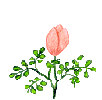 FLEURS6