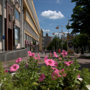зацвела улица