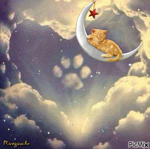 chat sur lune