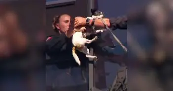 Dramatic Rescue of Dog Stranded on High-Rise Ledge
