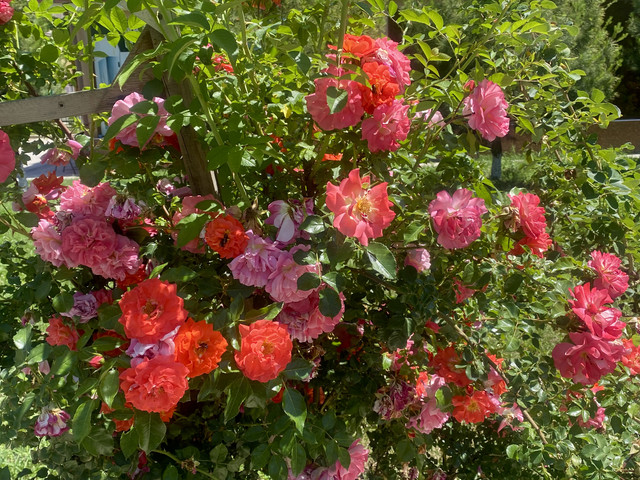 IMG 0472.jpg