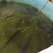 DSC09701