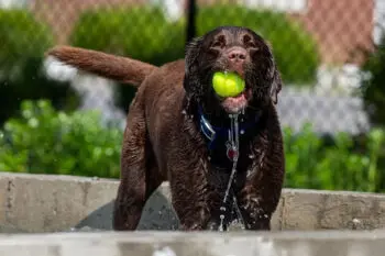 Louisville Pet Owners Seek Clarity on Pet Insurance Options