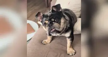 Dog's Blueberry Demand Goes Viral