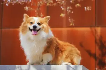Best Dog Breeds for Teachers in 2024