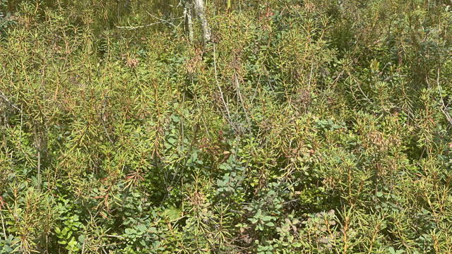 IMG 4597.jpg