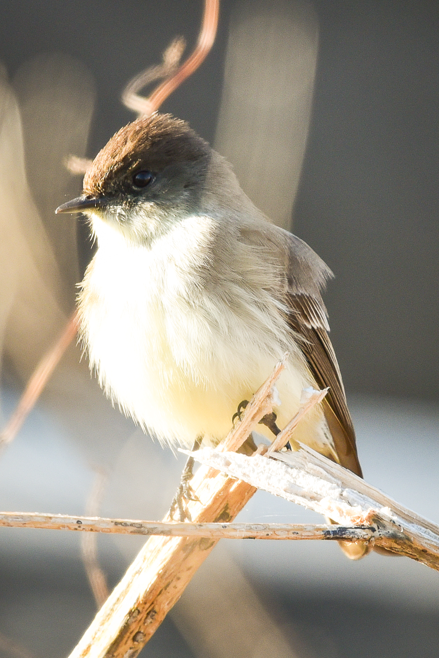 最近認識された鳥の写真