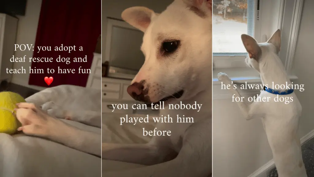 Deaf Rescue Dog's Life Changed Forever