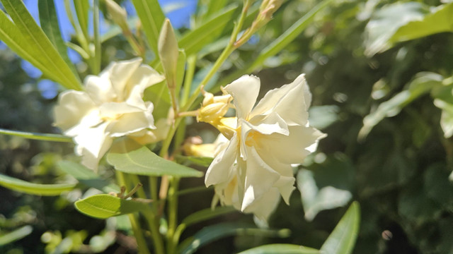 Oleander 6 26.jpg