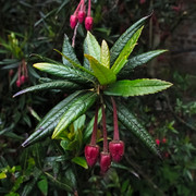IMGP0013