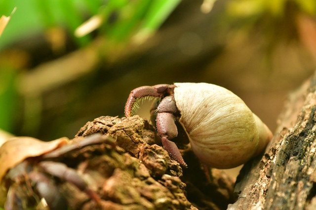 Hermit crab at Copenhagen Zoo