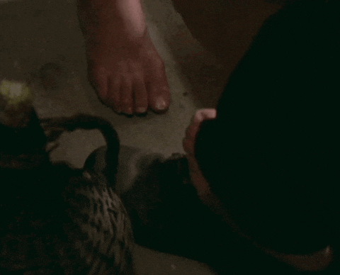[Image: giphy.gif]