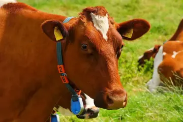 Vlees van de boerderij - Luxe vleespakketten - www.Vleeskopenbijdeboer.nl