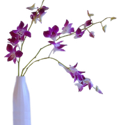 0-77dd1-446d97e5-XL