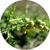 Artemisia annua — Parazax Complex