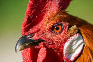 small-rooster