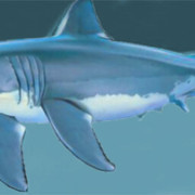 tiburon2