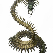 Skull-Centipede