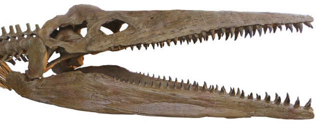 pliosaur