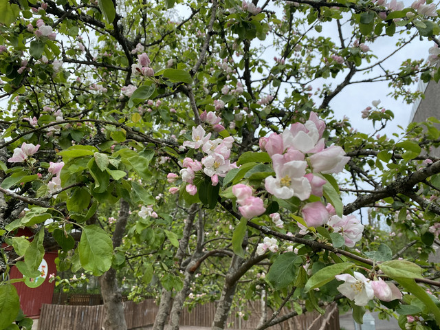 7-C954-D53-0-CEE-4224-9978-72730-C42-FAD