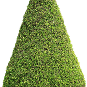 transparent-1