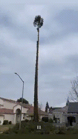 Flying-squirrel-Imgur.gif