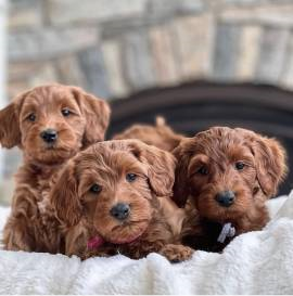 Local-Pet-Classified-Ads