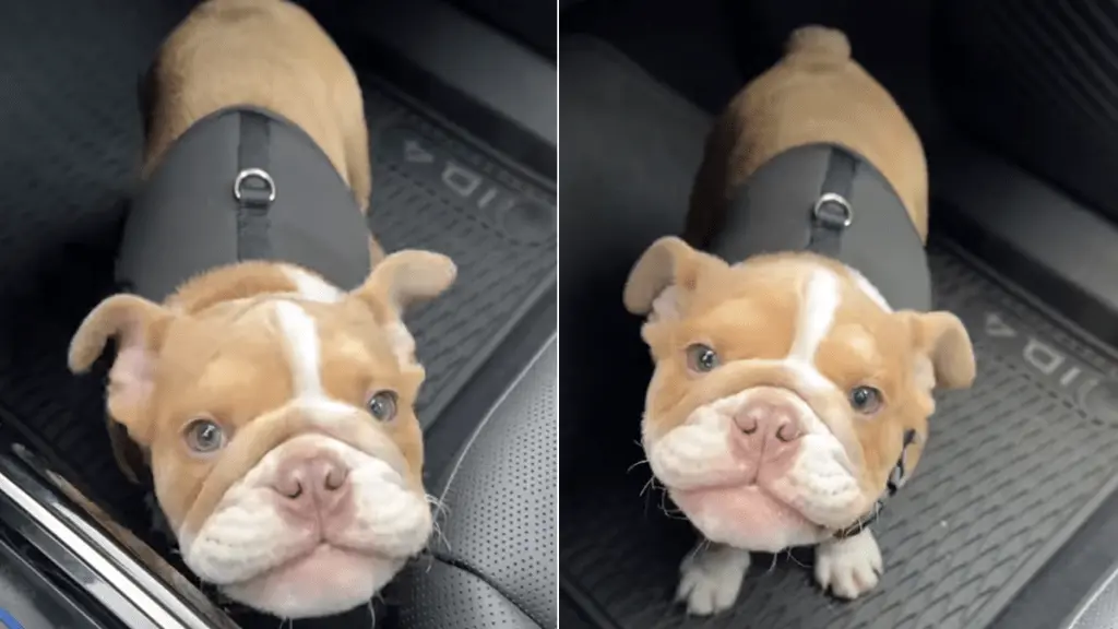 Puppy’s Vocal Attempts Delight Online