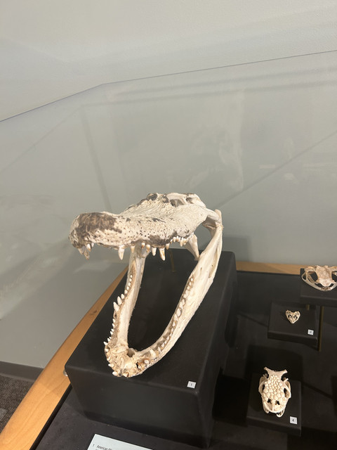 IMG 3952
