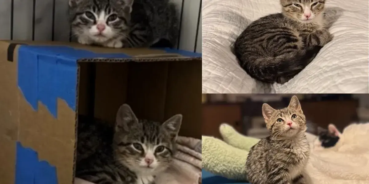 Feral Kittens Found in Scrap Yard Thrive with Kindness