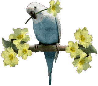 budgieflower.gif