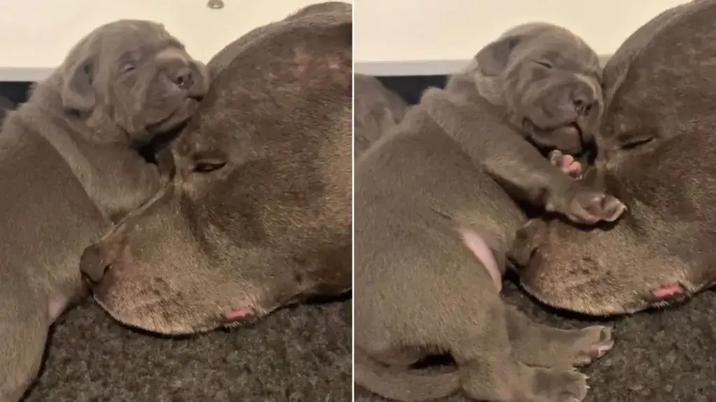 A Tiny Puppy Finds the Perfect Napping Spot Beside His Mother