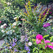 garden5