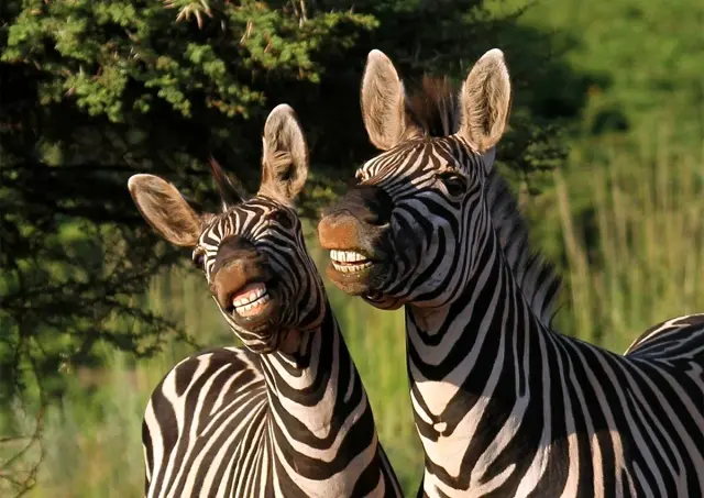 zebra-4