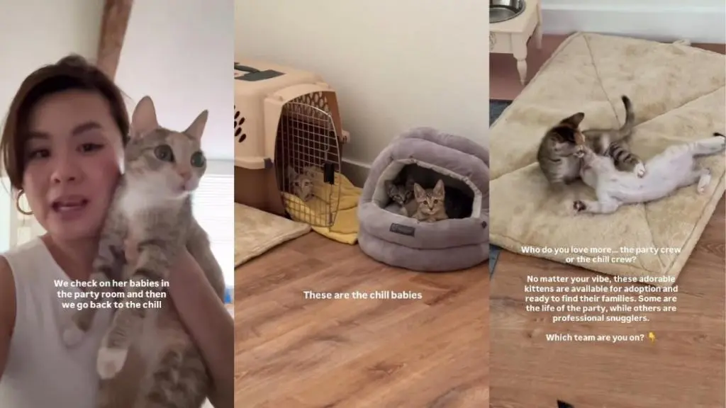 Mama Cat Keeps Close Eye on Kittens