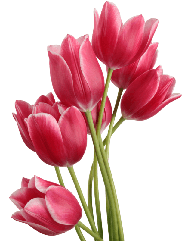 pngegg (12).png
