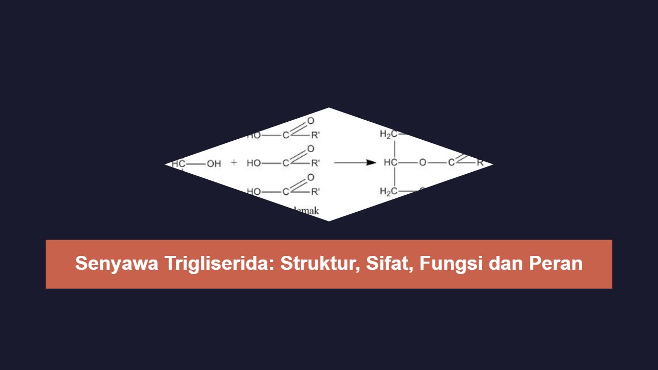 Senyawa Trigliserida: Struktur, Sifat, Fungsi dan Peran