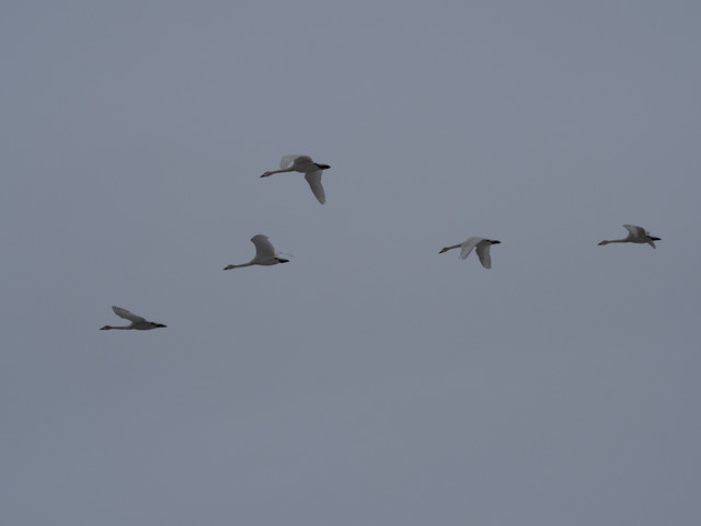P5110144.jpg