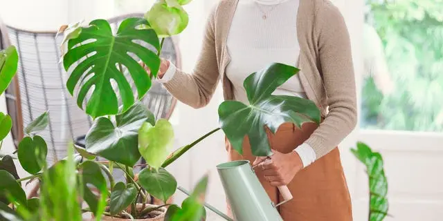 Greșelile care ucid plantele: cum să le eviți