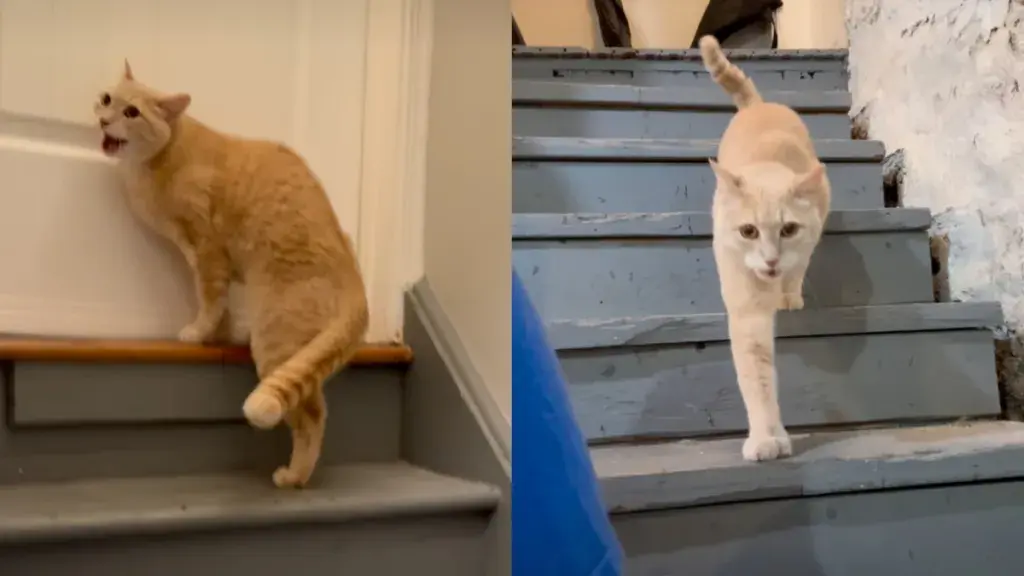 Cat Faces Stormy Spring with Emotional Rollercoaster