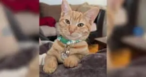 Pet Lovers' Choice Awards Announces State Winners
