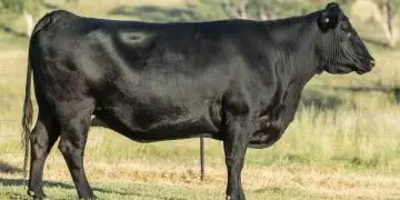 Black Angus Rundvlees - Aged Black Angus is een hoogwaardig runderras - www.Vleeskopenbijdeboer.nl