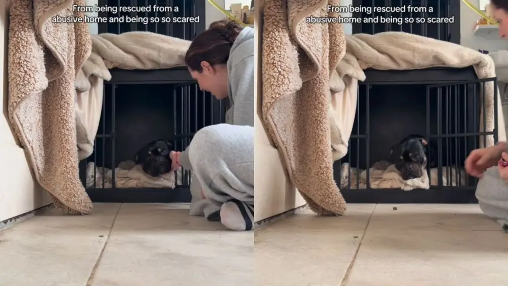 Dog Rescued From Abusive Home Never Has To Look Back Now