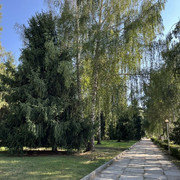 comp-IMG-4585