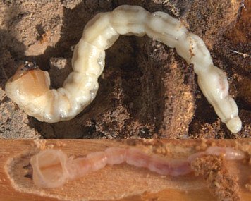Larva de cabeano cabezudo Galleries produced by the larva of cabezudo worm (Capnodis tenebrionis), Flatheaded Borer, Capnodis tenebrionis larva worm