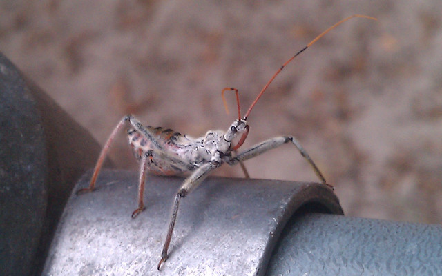 Wheel-bug-nymph