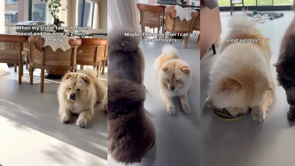 Dog Devours Meal Then Sneaks to Sibling’s Bowl