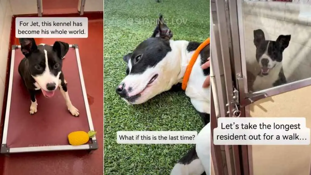 Rescued After Months on the Urgent List: Shelter Dog Jet Finds a New Home
